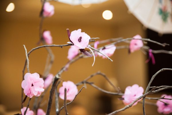 Festa Cherry Blossom – Cerejeira