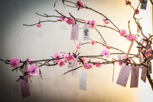 Festa Cherry Blossom – Cerejeira