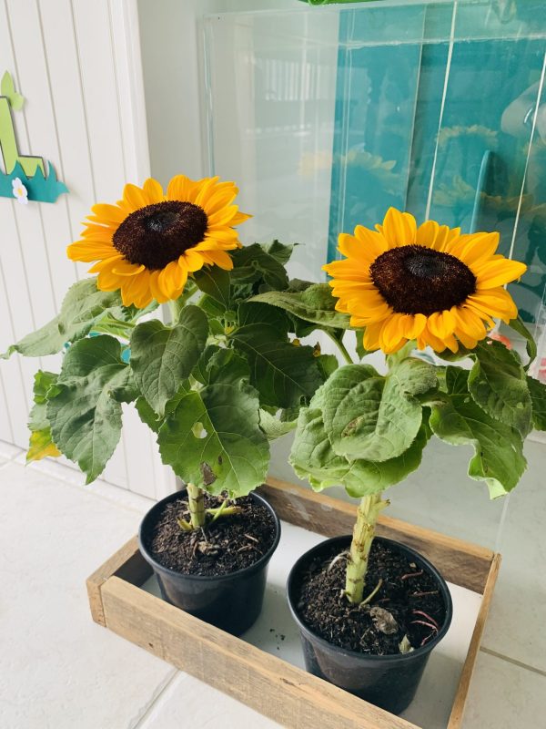 Festa Plantas vs Zumbis